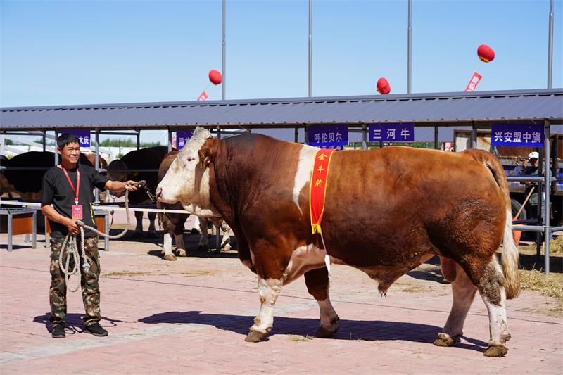 获奖种牛。（摄影：梁永峰）.JPG