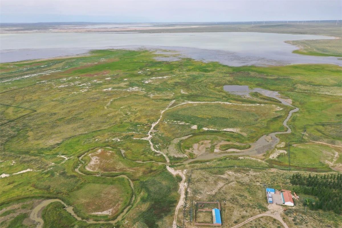 植被覆盖率提升30% 水土流失量削减50% 入湖污染物削减率超40% 查干淖尔湖生态复苏