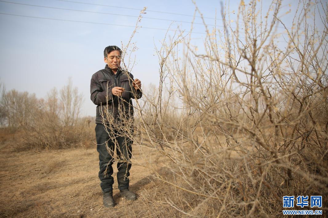 乡村振兴进行时从一株柠条到一块好肉