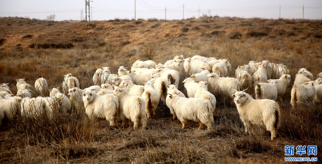 乡村振兴进行时从一株柠条到一块好肉