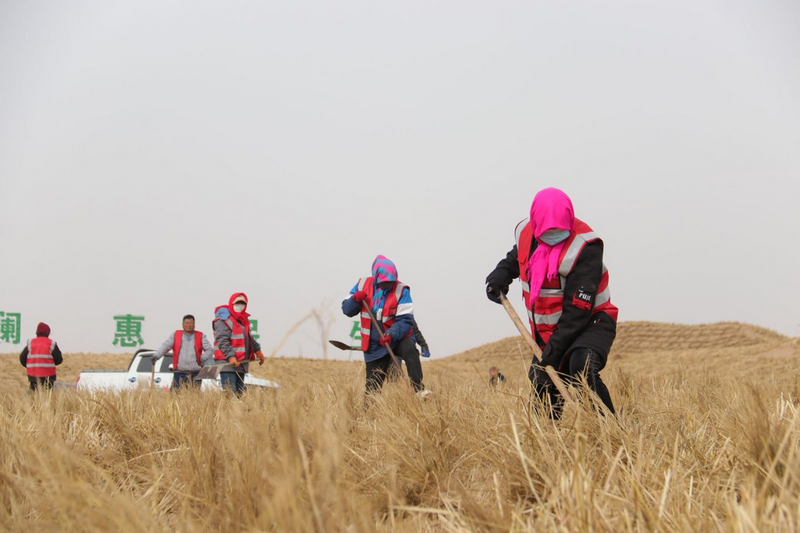 阿拉善治沙人员将一束束稻草扎进沙海稳固流沙.png
