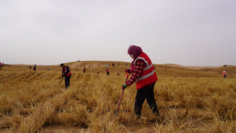 阿拉善治沙人员将一束束稻草扎进沙海稳固流沙png.png
