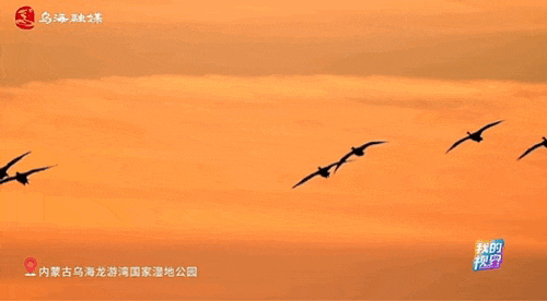 微信图片_20241219095306.gif
