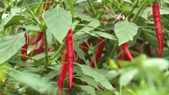 科技赋能 辣椒产业铺就振兴路 https://www.nmgsb.com.cn/uploads/image/20260202/1769998922656058-lp.png