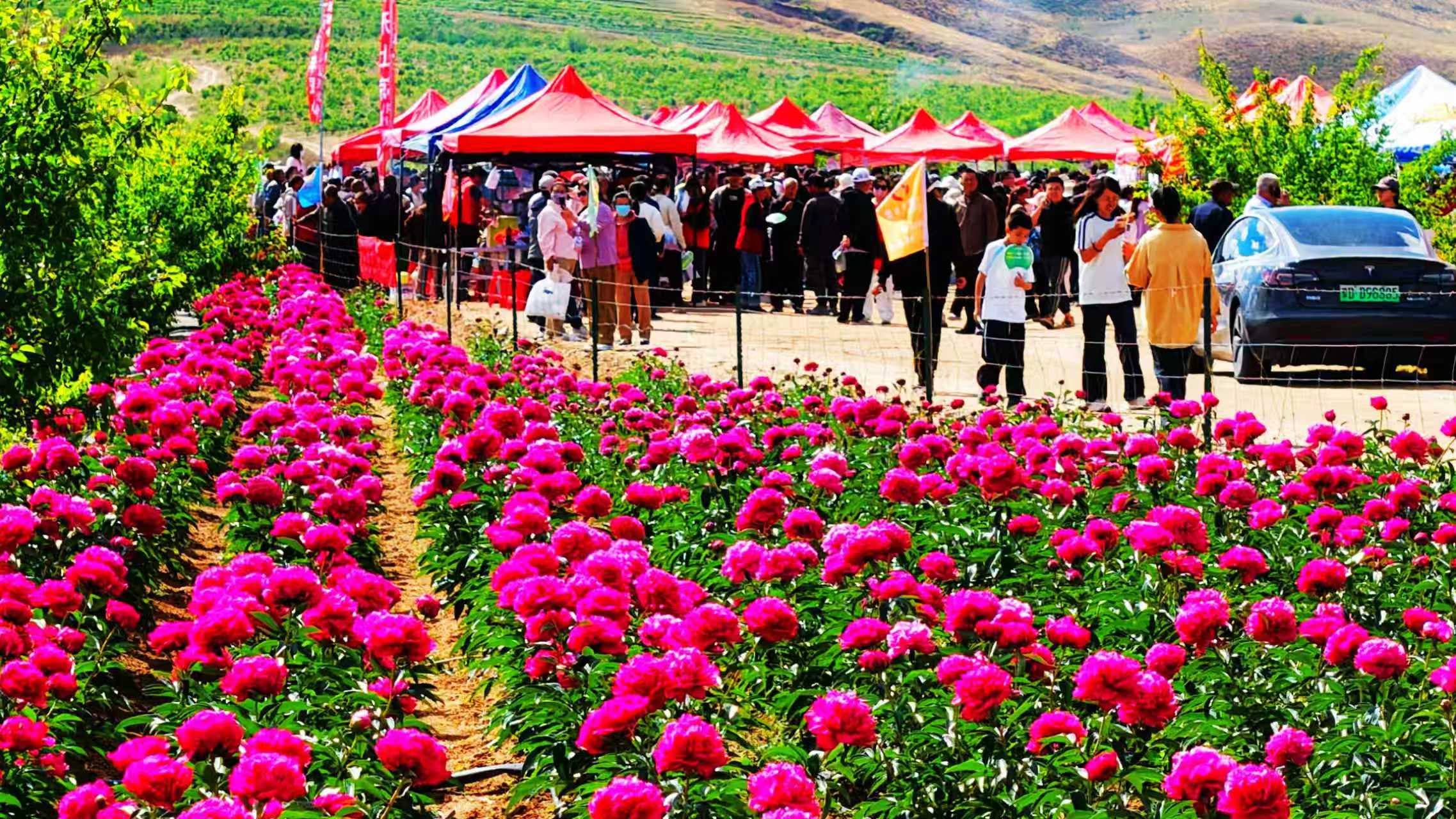 芍药花开致富路 https://www.nmgsb.com.cn/uploads/image/20260608/1780904923707494-lp.jpg