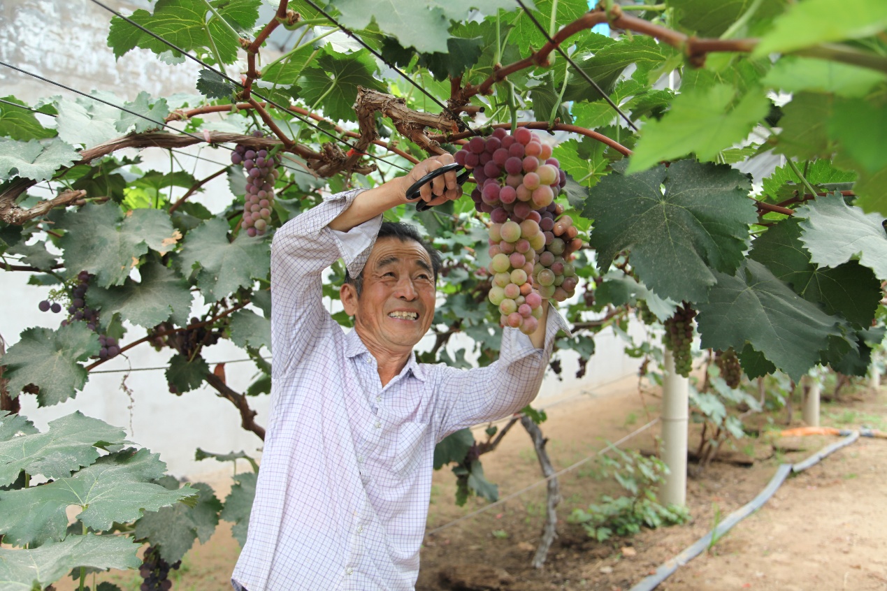达拉特旗五股地村葡萄挂满枝 采摘正当时 https://www.nmgsb.com.cn/uploads/image/20260828/1787923775734903-lp.jpg