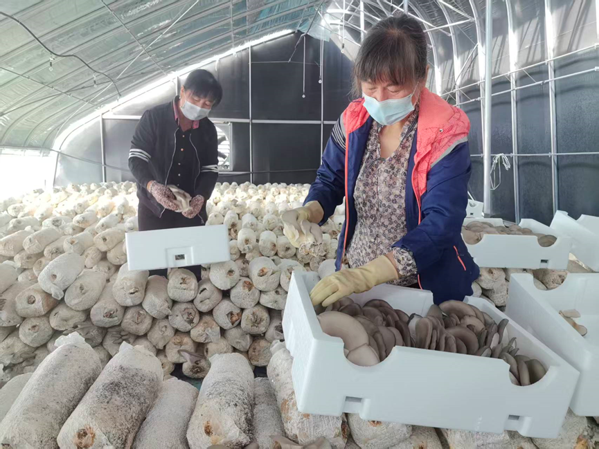 走一线 改文风|从棚间鲜菇到订单热销 乌兰浩特食用菌产业撑起村民增收致富 “伞” https://www.nmgsb.com.cn/uploads/image/20260920/1789910500715715-lp.png