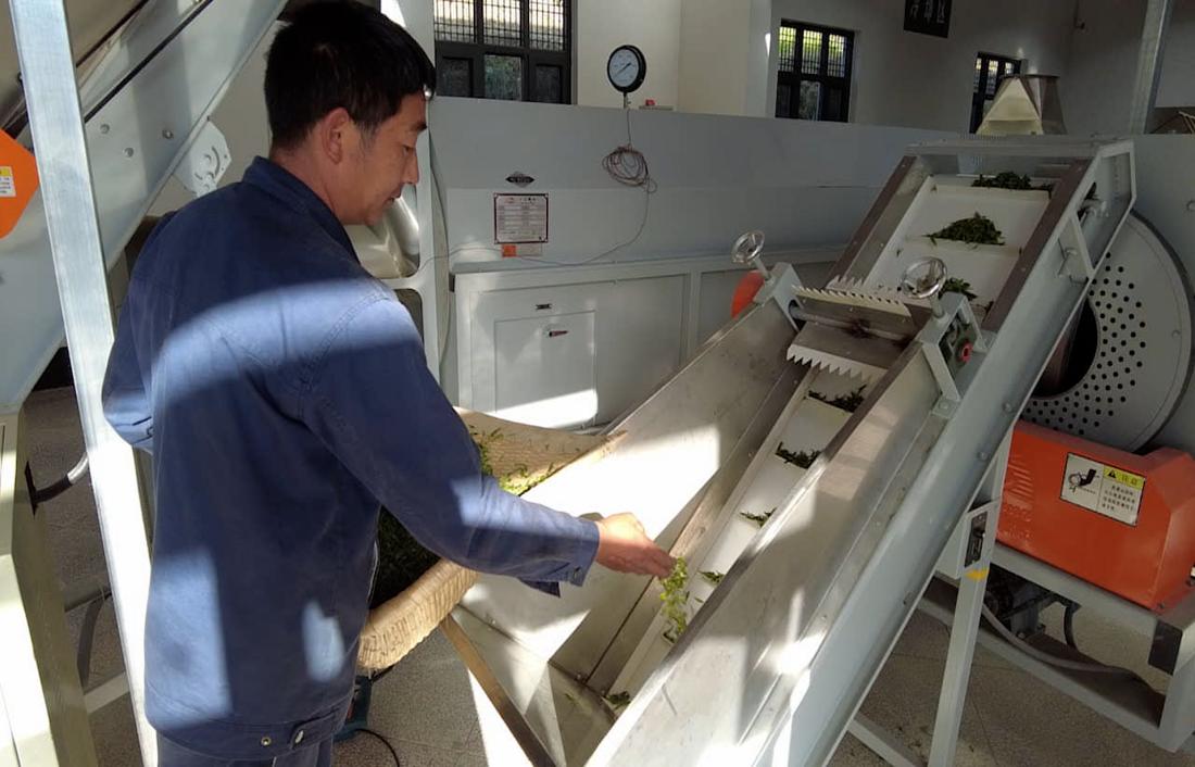  茶厂工人正在查看茶青质量。 受访者供图