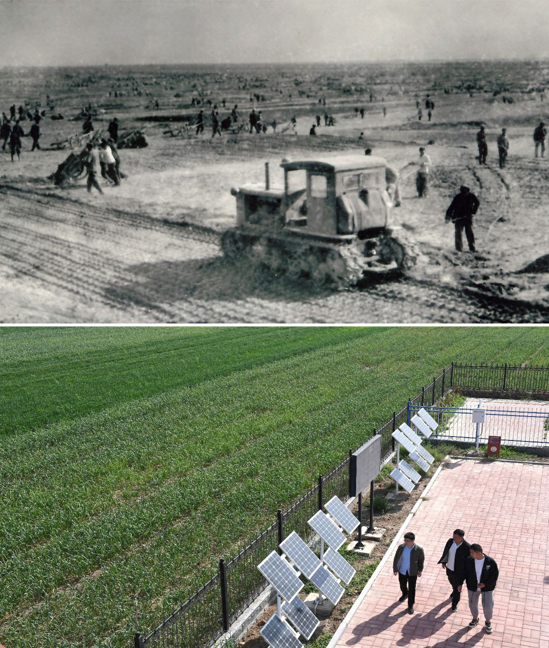 上图为二十世纪六十年代兰考改造盐碱地的情景(资料照片);下图为2024年4月18日拍摄的兰考县红庙镇高标准农田示范区。(新华社记者 朱祥 摄)