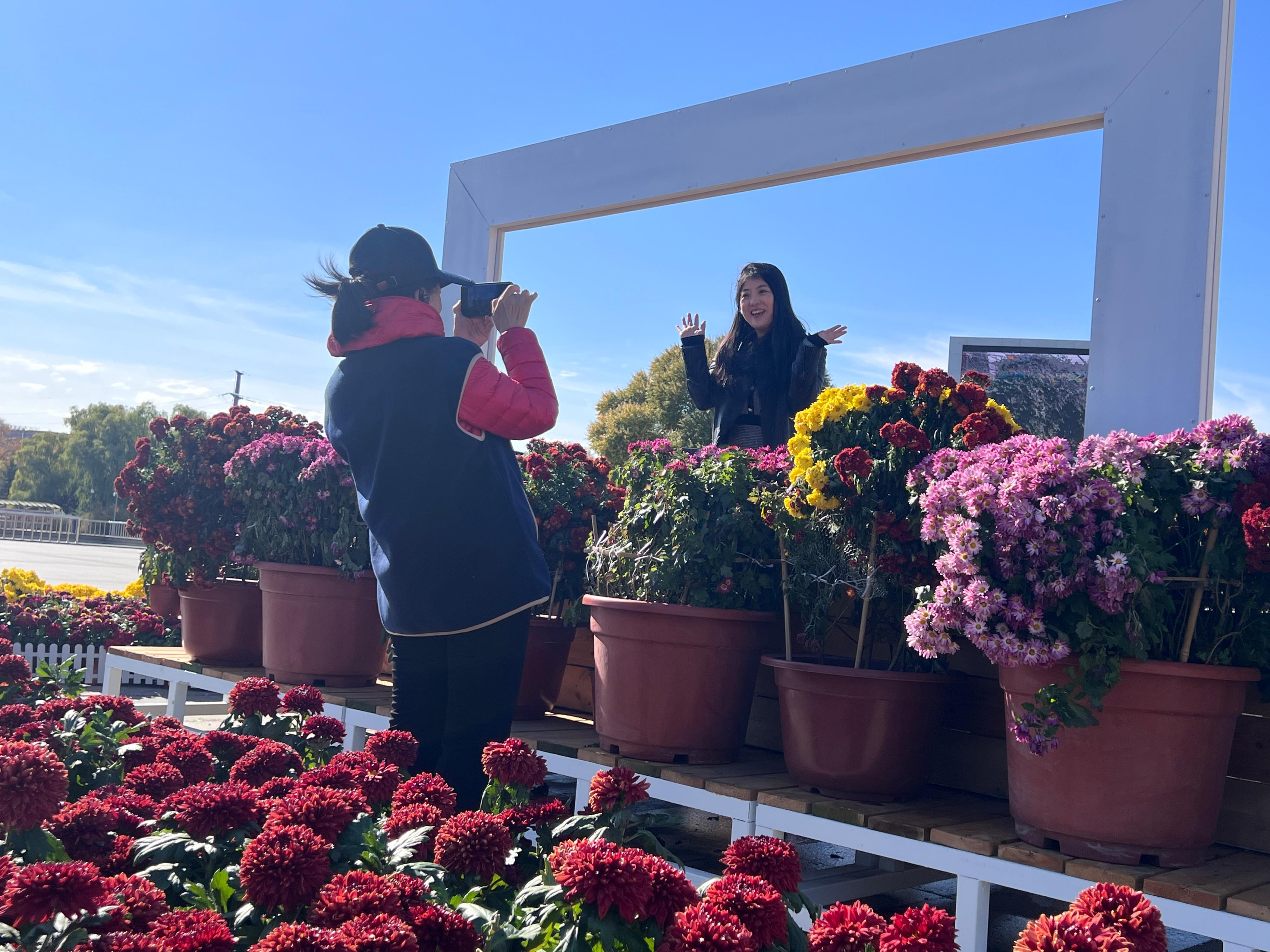 在黑龙江大庆，“大庆油田第八届菊花文化节”吸引游客打卡观光。人民网 欧阳易佳摄
