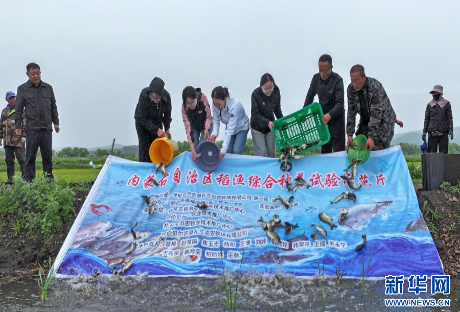 内蒙古呼伦贝尔:“稻鱼共生”助增收 https://www.nmgsb.com.cn/uploads/other/20260617/202606177b52f7c601914eb2841348d784f56f73_202606165f64404b1f7b45e892c983013daa02b0.jpg