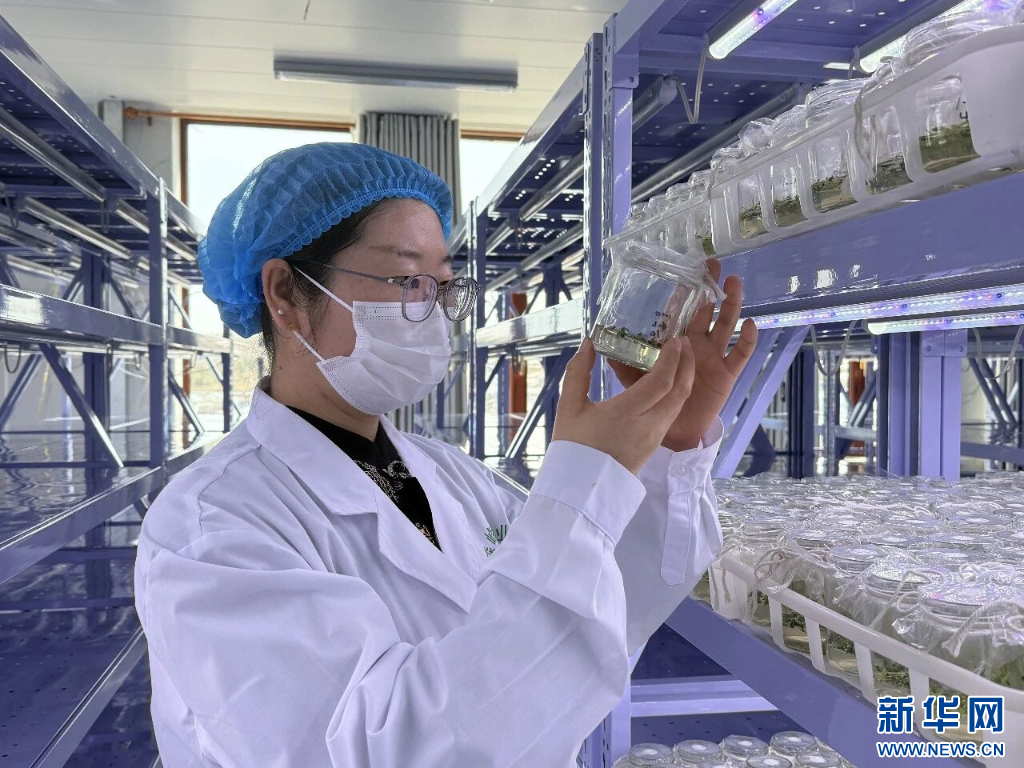内蒙古牙克石:打造优质种薯产业高地 https://www.nmgsb.com.cn/uploads/other/20260719/2026071949025978ed8c48b0b42e4b9f23a25691_20260719f97d4debb10241fb9e0234059e27bdc3.jpg