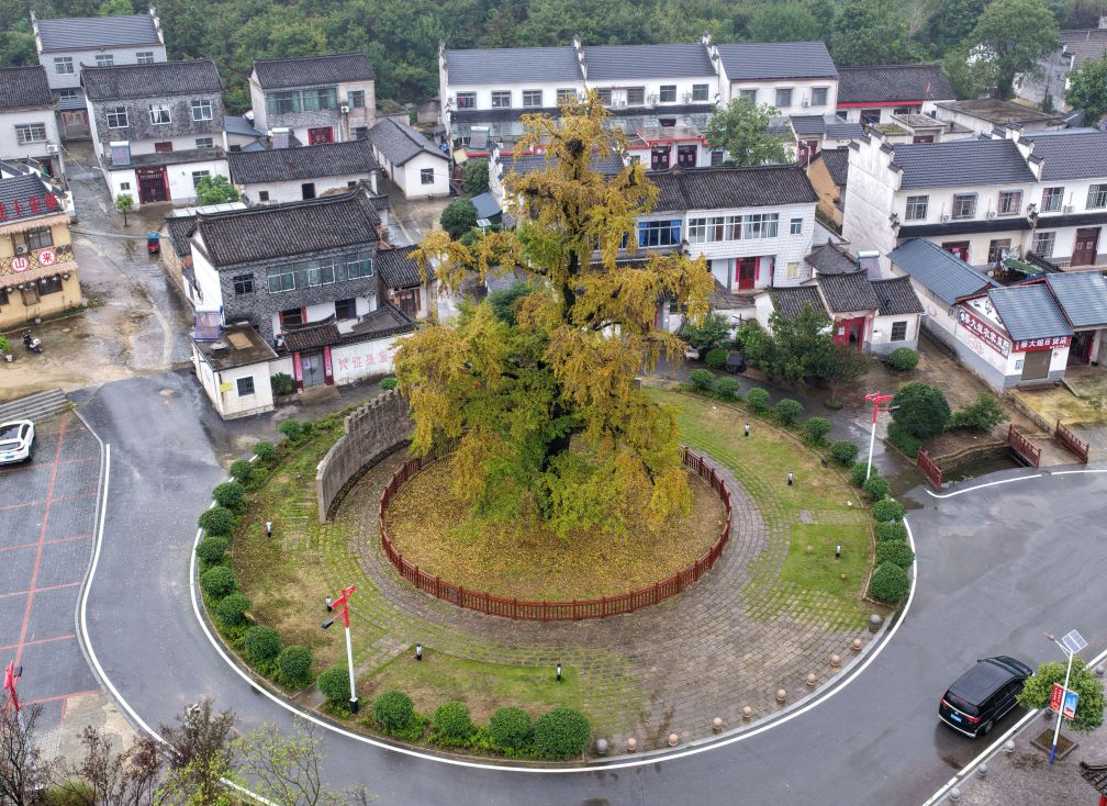赓续长征精神 奋进复兴征程丨一棵古银杏,见证何家冲的红色接力 https://www.nmgsb.com.cn/uploads/other/20261011/W020261011729460091694.jpg